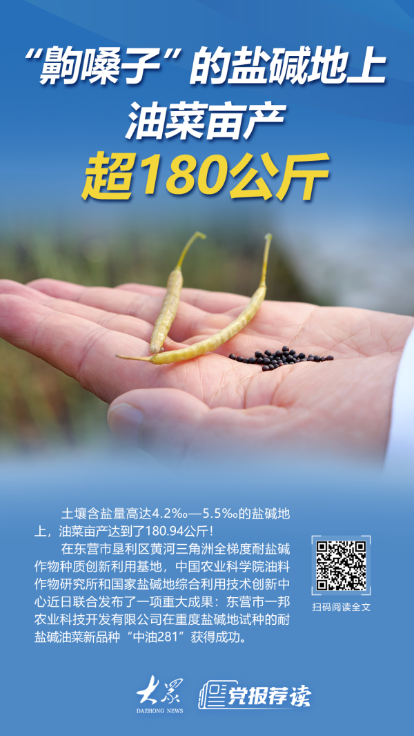 满瑞网 黄三角重度盐碱地上，油菜测产每亩超过180公斤